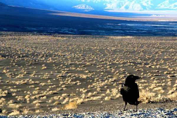 En kråka som sitter på marken av death valley, tittar på öknen framåt — Stockfoto