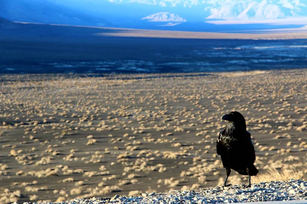 En kråka som sitter på marken av death valley, tittar på öknen framåt — Stockfoto