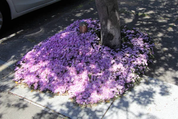 Širokolistý Liriope, velké modré lilyturf pod stromy v městě San Francisco — Stock fotografie