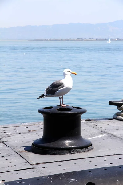 Seagull sitting on a pile at the pier of San Francisco, United States — Stock Photo, Image
