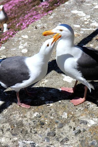 Casal de gaivota apaixonado por um belo ambiente natural no fundo . — Fotografia de Stock