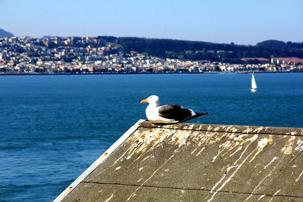 Seagull monter på taket av Alcatrazs byggnad och San Francisco som bakgrund — Stockfoto