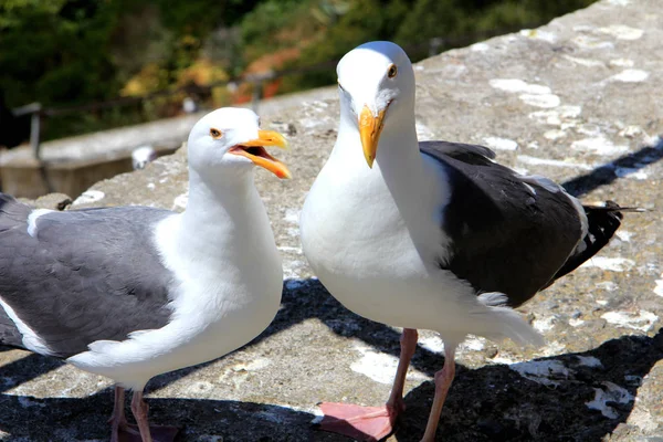 Seagull couple in love with a beautiful natural environment in the background. — Stock Photo, Image