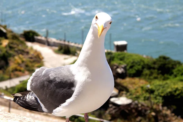 Sirály madár állt a lábán, és figyelmesen néz a kamerába — Stock Fotó