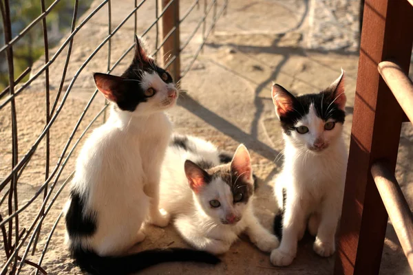 Three little Kitten Persian Cats Playing sunset — Stock Photo, Image