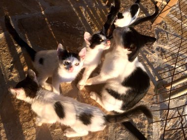 Onu küçük yavru kedi'nde günbatımı hemşirelik kedi, yakın çekim