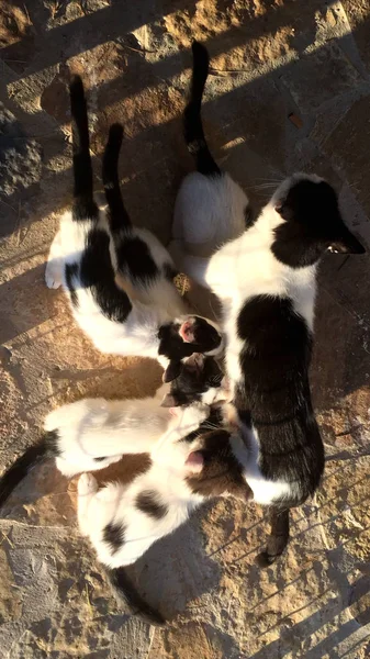 Cat nursing her little kittens in sunset, close up — Stock Photo, Image