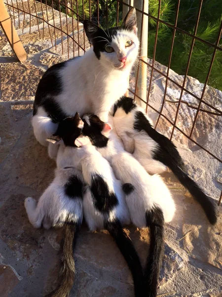Cat nursing her little kittens in sunset, close up — Stock Photo, Image