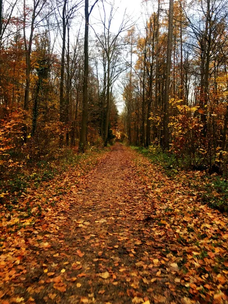 Извилистая узкая улочка с осенью оставьте на ней при дневном свете — стоковое фото