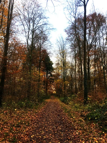 Strada stretta di avvolgimento con congedo di autunno di caduta su esso alla luce del giorno — Foto Stock