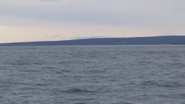 İzlanda'daki deniz yüzeyi katil balina takip