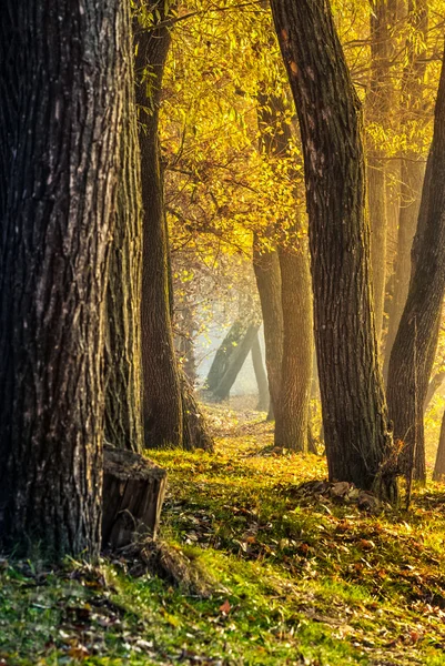 Bosque en el follaje en el soleado día de otoño — Foto de Stock