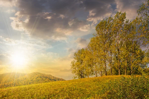 Few trees on hillside meadow at sunset — Stock Photo, Image