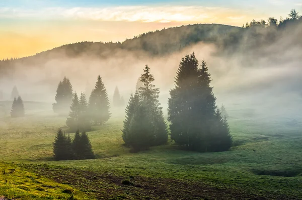 Mlhavé ráno v jehličnatých lesů při západu slunce — Stock fotografie