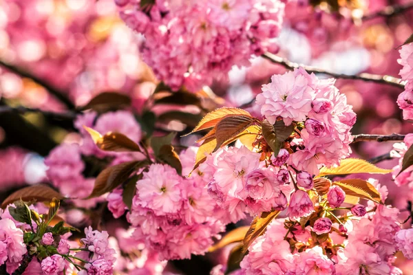 stock image pink blossomed sakura flowers