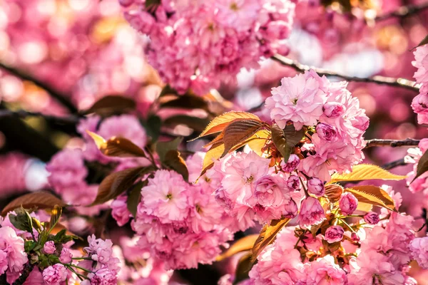 Fleurs de sakura fleuries roses — Photo