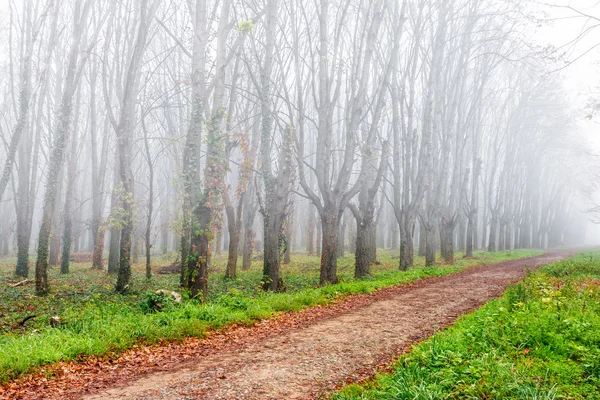 Autumn park in fog — Stock Photo, Image