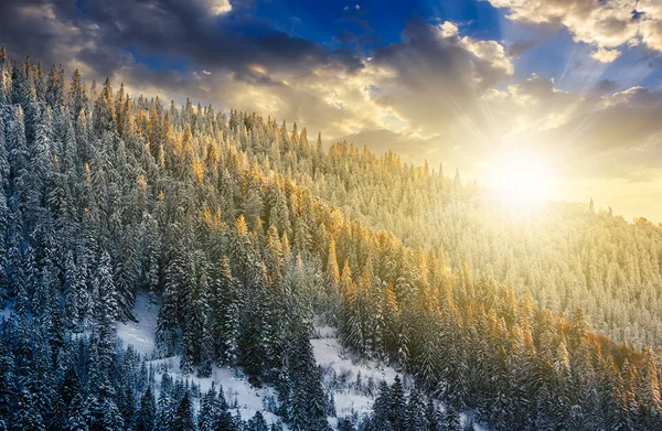 Magnífico bosque en las montañas de invierno al atardecer —  Fotos de Stock