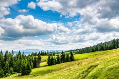 bir dağ tepe tarafında çam ormanı