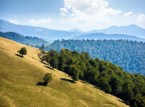 Wald am Berghang — Stockfoto