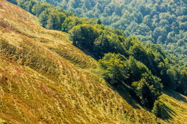 Orman bir dağ yamacında