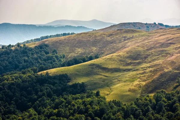 Bosque en una ladera de montaña — Foto de Stock