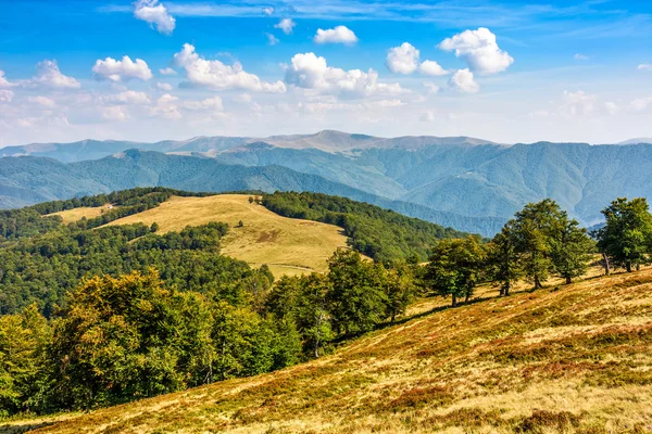 Yaz aylarında klasik Karpat dağ manzarası