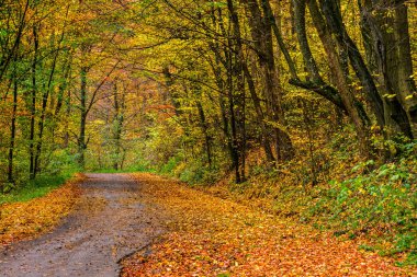 Turuncu yeşillik içinde orman yolu