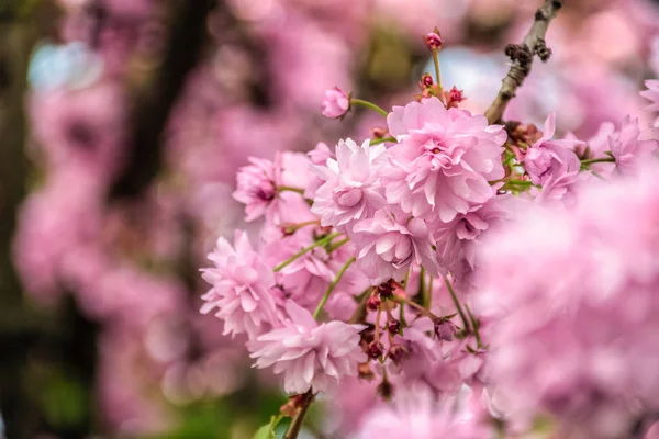 Kwiaty różowe rozkwitł sakura — Zdjęcie stockowe