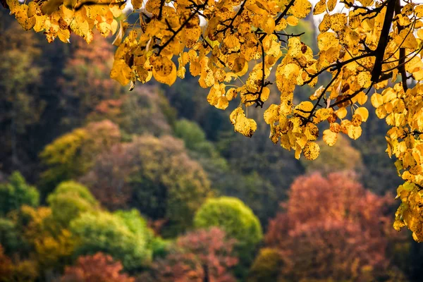 Forêt avec feuillage coloré le jour ensoleillé d'automne — Photo