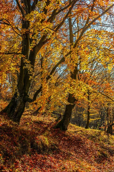 Forêt en feuillage rouge le jour ensoleillé d'automne — Photo