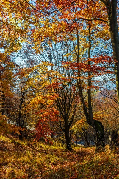 Forêt en feuillage rouge le jour ensoleillé d'automne — Photo