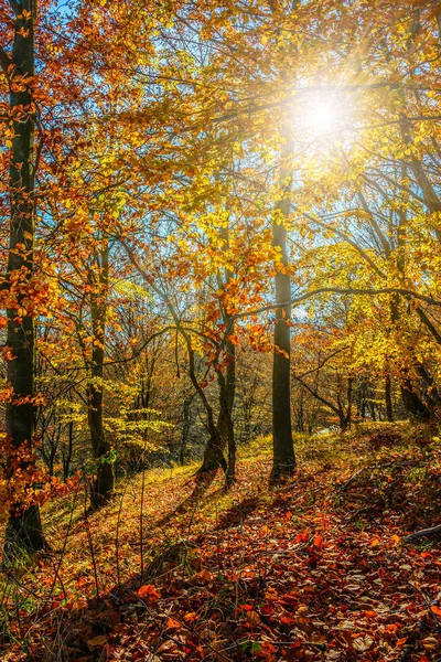 Forest in red foliage on sunny autumn day — Stock Photo, Image