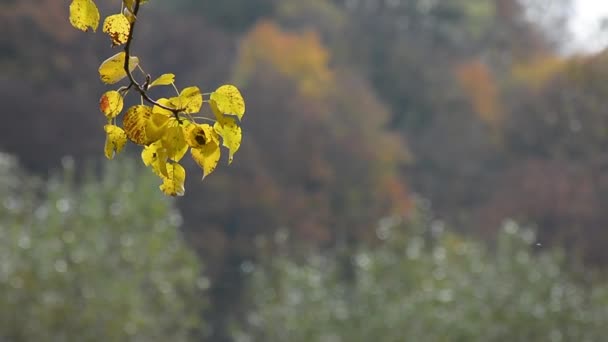 Лес с красочной листвой в солнечный осенний день — стоковое видео