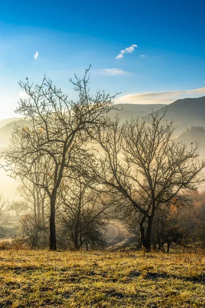 Autumn forest on hillside in fog — Stock Photo, Image