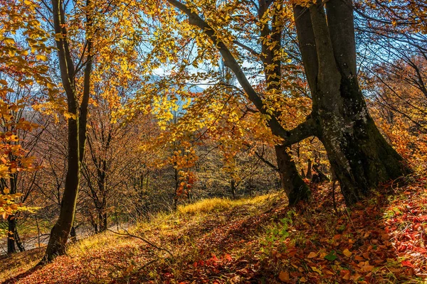 紅葉の秋の森 — ストック写真