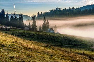 koyun sürüsü forest yakınındaki çayır üzerinde