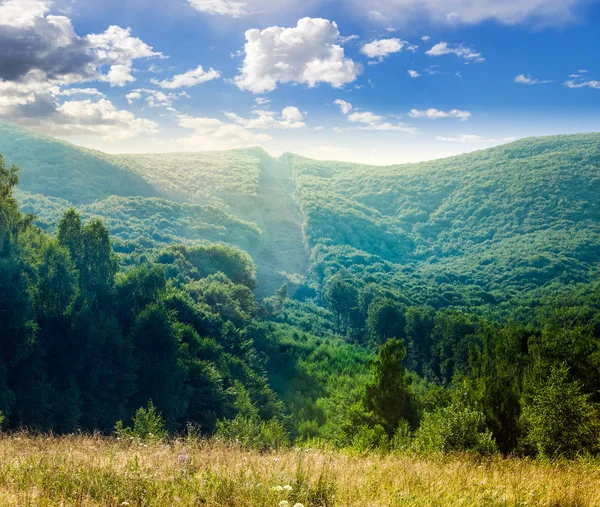 Bäume in der Nähe von Tal in den Bergen — Stockfoto