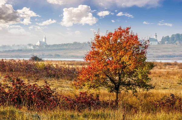 Red tree in the field near the village — Stock Photo, Image