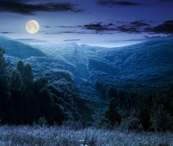 Trees near valley in mountains at night — Stock Photo, Image