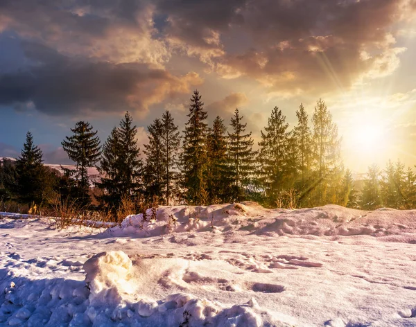 Świerkowego lasu na snowy łąka o zachodzie słońca — Zdjęcie stockowe