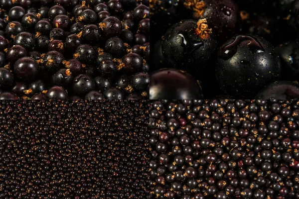 Bild uppsättning med svarta vinbär textur — Stockfoto