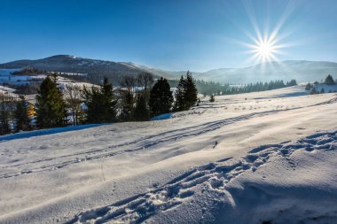 yüksek dağlar karlı çayır Ladin ormanı