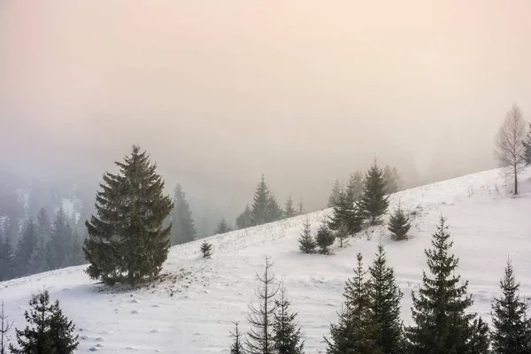 Mgła w lesie świerk — Zdjęcie stockowe