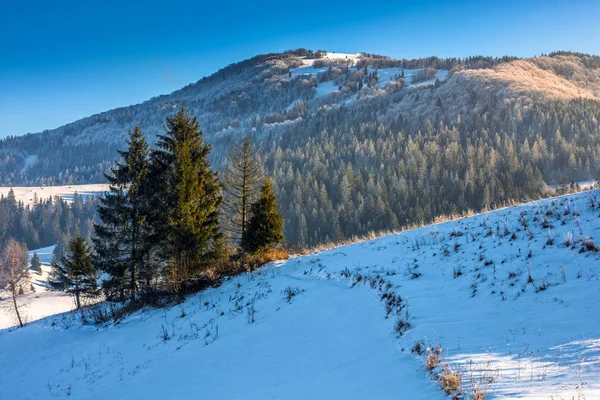 Świerkowego lasu na snowy łąka w wysokich górach — Zdjęcie stockowe