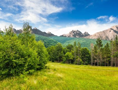 Tatras bir çayır Ladin ormanı