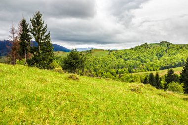 bir dağ yamaca Ladin ormanı