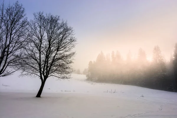 Nebel im Fichtenwald — Stockfoto