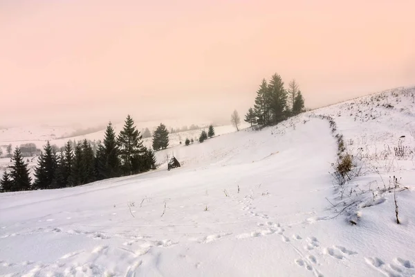 Mgła w świerkowego lasu na wzgórzu — Zdjęcie stockowe