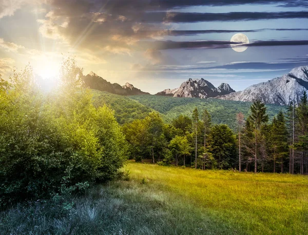 Granskog på en äng i Tatrabergen — Stockfoto